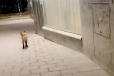 Forfulgt av reven: – Ææææ