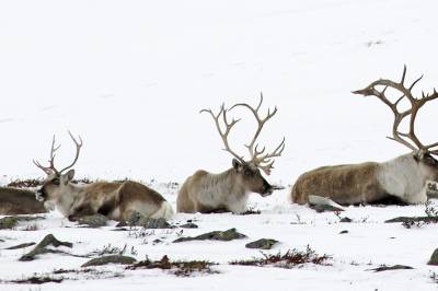 En test på norsk villreinforvaltning