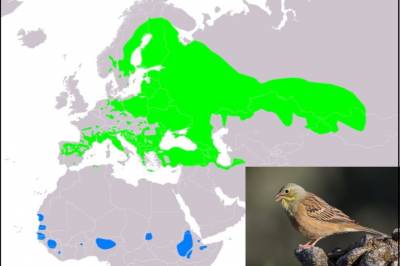Fuglen hortulan er ikke utryddet