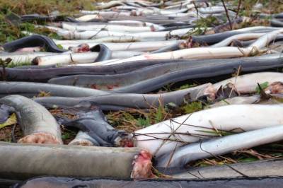 Ålens lange reise og kampen mot de dødelige vannkraft­turbinene