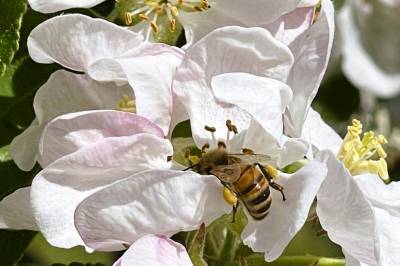 Kraftig pollenspredning på Østlandet: Når trolig toppen tidligere enn før