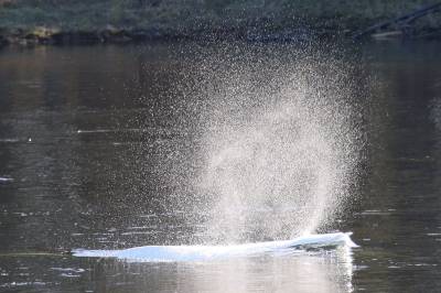 – I verste fall kan den bite