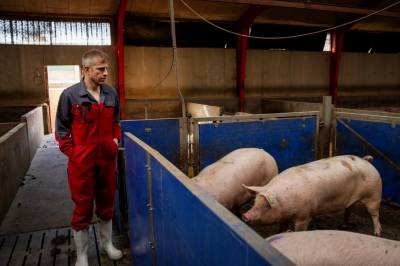 Han føler seg utskjelt i «svinevalget»: – De ville solgt sin egen mormor for gjenvalg