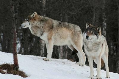 Ulven dukket opp etter Russlands krig mot Ukraina