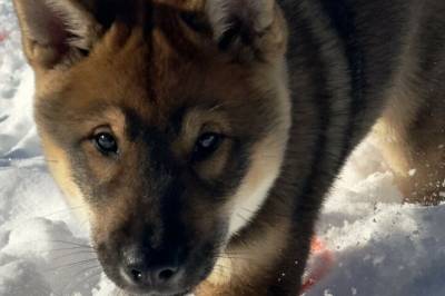 Kongeørn angrep hundevalp i Sigdal