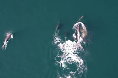 Spekkhoggere følger etter delfiner. Men ikke for å spise dem