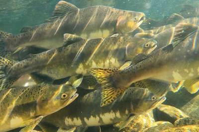 Canada stengde 47 lakseoppdrett – då kom villaksen tilbake