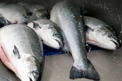 Over 54 millioner laks døde i merdene: – Dyrevelferden er for dårlig