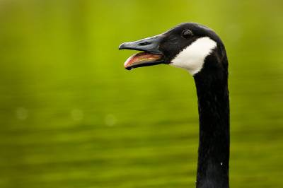 Oppdaget fugleinfluensa: – Følger situasjonen tett