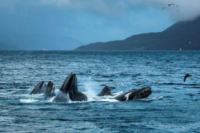 Knølhvalens sang: Vinterens vakreste opplevelse – i havet