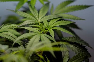 Kripos' narkostatistikk: Cannabisbeslagene har doblet seg på ett år