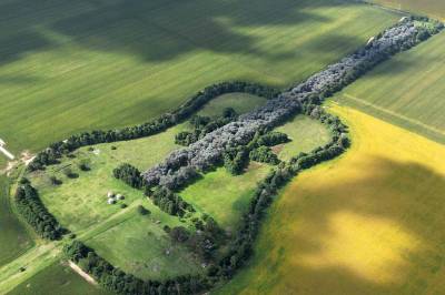 Plantet gigantisk gitar til minne om kona