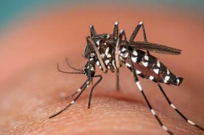 Advarer: Smertefull tropesykdom i Europa