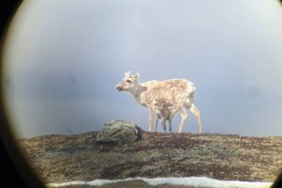 Ikke bare rovdyra sin skyld: Villreinkalver dør allerede før fødselen