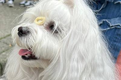 Forskere fant 14 200 år gammel hund i Sveits