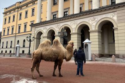 Kamel utenfor slottet