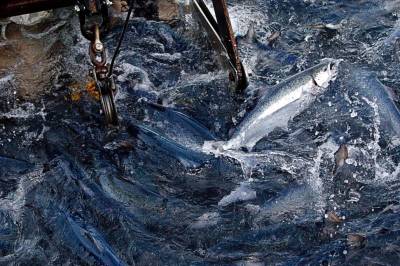 Hvordan vet vi om fisken har det bra?