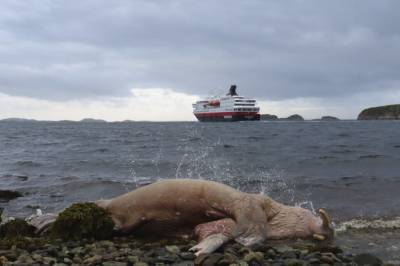 Kva skal du gjere viss du finn ein daud kvalross på land?