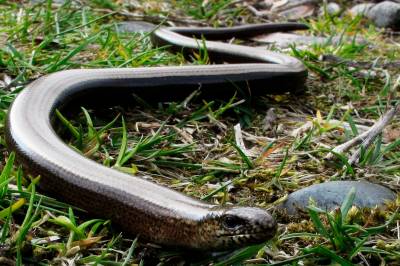 Hvilket dyr er dette?