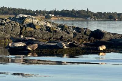 Sverige intensiverer jakt på sel og skarv