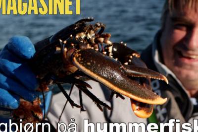 Hvor blir det av hummeren?