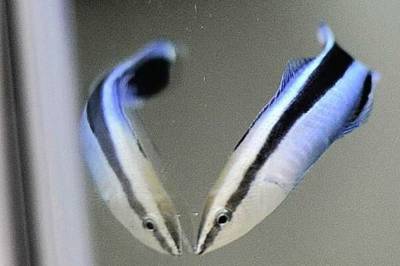 Denne fisken kjenner seg igjen i speilet