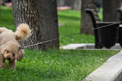 Bøtelegges for hundetiss