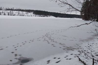 Har påvist 51-55 ulver i Norge hittil i vinter