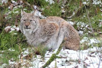 Hvorfor kan vi ikke ha mer gaupe i Agder?