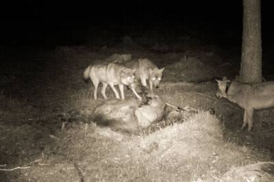 Nå vet forskerne hvor mange elg som blir tatt av ulv og bjørn hvert år