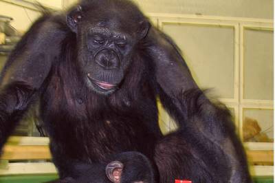 «Sjimpansegeniet» Ai er død