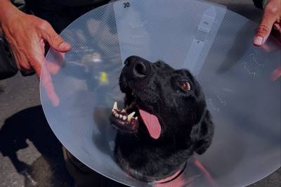 Mann bet hund under pågripelse