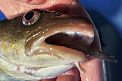 - Ikke sikkert torsken kommer tilbake