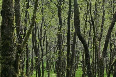 Det finnes to viltvoksende arter av or i Norge