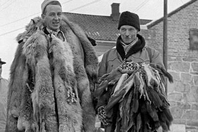 Hvorfor er det jakt på ekorn i Norge?