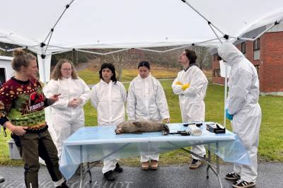 Fant sel i fjæra – ble fryst ned og senere dissekert av fagfolk