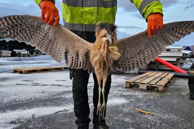 width=device-width, initial-scale=1