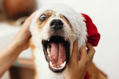 Geminis julequiz som absolutt ingen vil greie alt rett på, tror vi