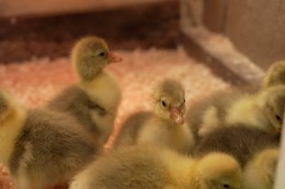 Vårstemning i Stavanger: Nå våkner hagen til Ole Geir