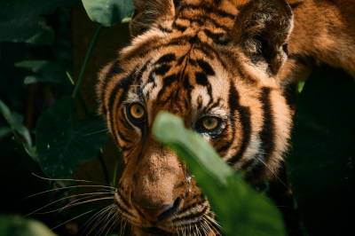 – I Norge gjør vi rovdyr til syndebukker