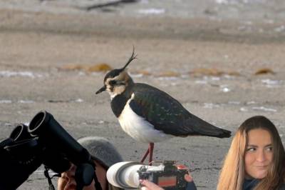 Hvilken NRK-reporter finner vipa først?