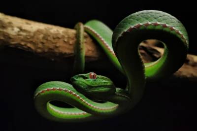 Teknologien ble funnet opp under pandemien. Nå skal den slåss mot slanger