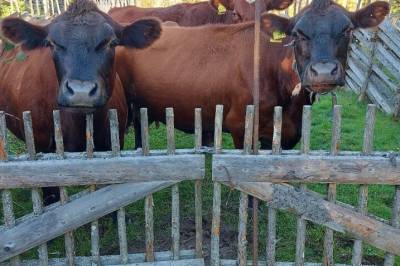 En tredjedel av dyrket grasmark vil gro igjen med dette forslaget
