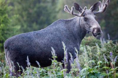Elg, laks og ørret rødlistet i Sverige