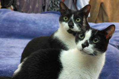 Ny EU-regel: ID-merking av katt blir påbudt, også i Norge