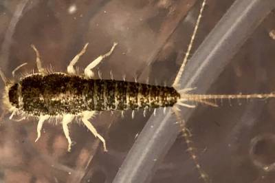 Håper skjeggkre-toppen er over – veggedyr øker igjen