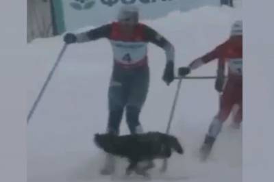 Her går en løshund til angrep på skiløpere i Russland