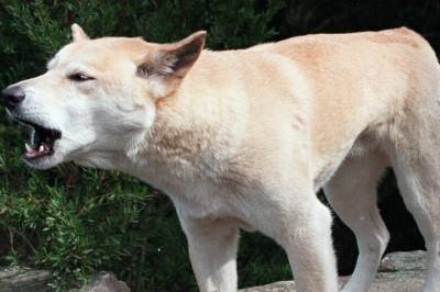 Kvinne funnet død – etterforskes som mulig dingoangrep