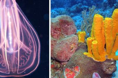 Forskere blir ikke enige om hva som var det første dyret