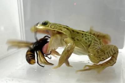 Frosk går løs på verdens største og dødelige veps